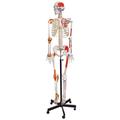 Eisco Human skeleton Rod mount 170cm spine, muscles, insertions, & ligaments AMCH1051AS